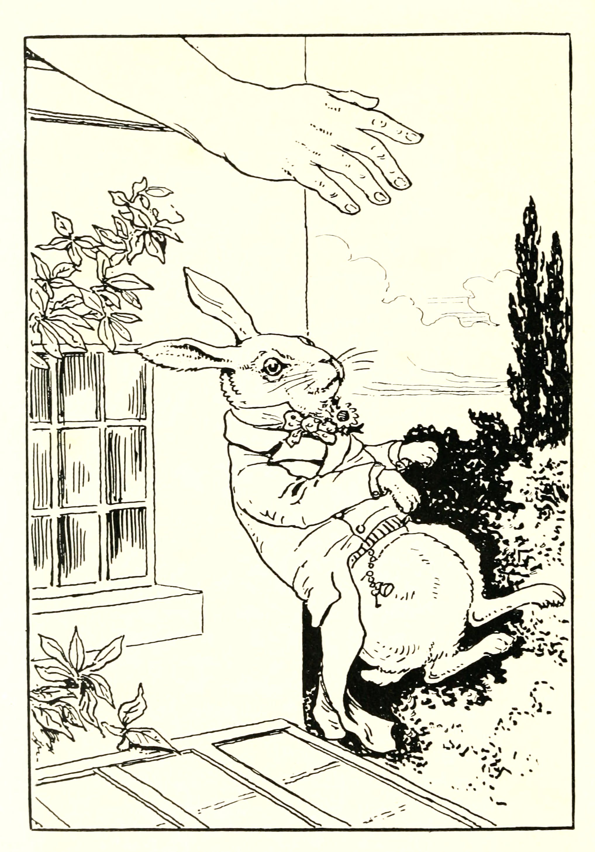 Brinsley Le Fanu — White rabbit falls